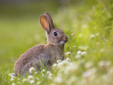 Life Spans Of Different Rabbit Breeds You Must Know