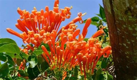 Flame Vine Facts Uses How To Grow And Care Tips