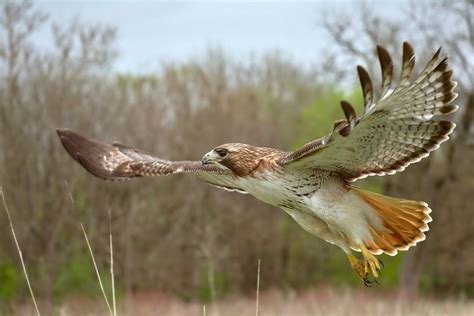 Male Vs Female Red Tailed Hawks Spotting The Differences Optics Mag