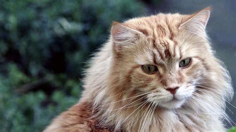 Coon, a racial slur used in the united coon — ist der familienname folgender personen: Maine Coon Cat Breed Information and Pictures