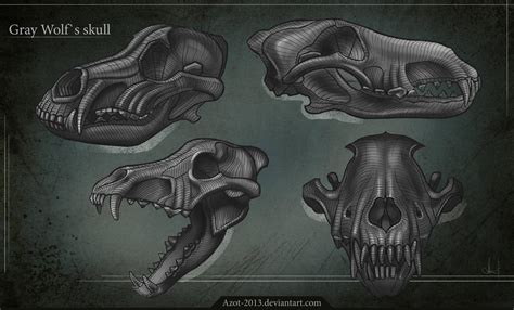 Gray Wolf S Skull By Azot2018 On Deviantart