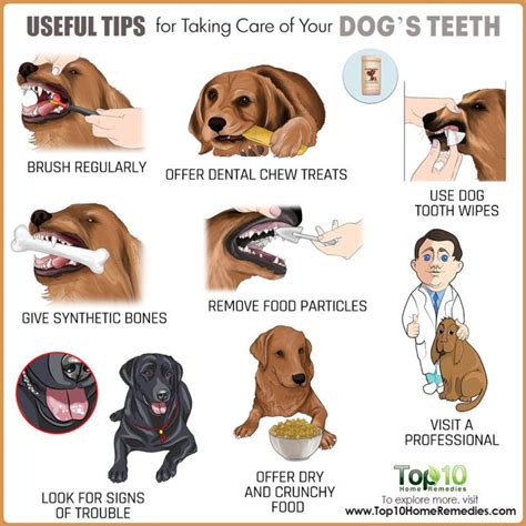 Useful Tips For Taking Care Of Your Dogs Teeth Top 10 Home Remedies