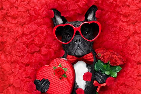 91 Valentines Day Dog Wallpaper Qziershieamali
