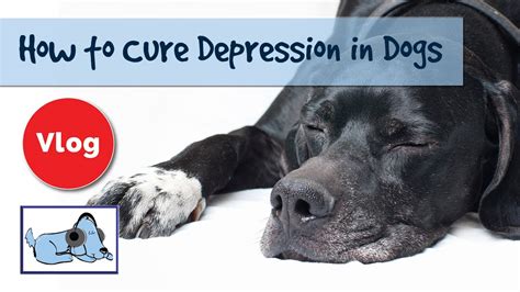 How To Get A Therapy Dog For Depression Before You Get A Therapy Dog
