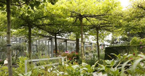 So schützen sie bäume, hecken und co. Dach-Platanen schneiden - Mein schöner Garten