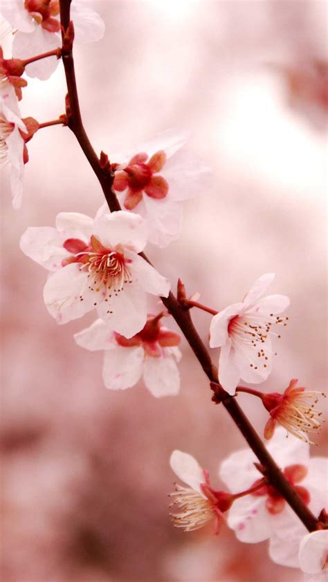 Cherry Blossom Wallpaper En