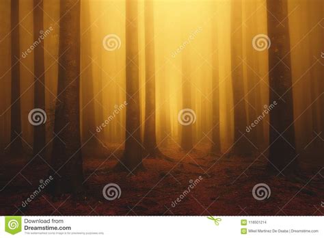 Foggy Fantasy Dreamy Forest With Sunshine At Morning Stock Photo