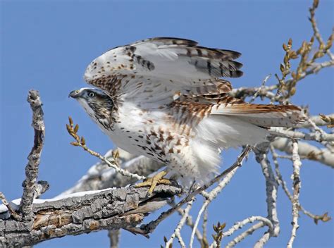 Kriders Red Tailed Hawk Buteo Jamaicensis Kriderii Flickr