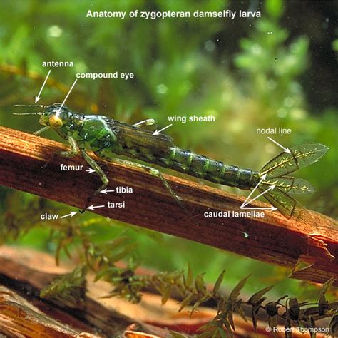 Dragonfly Anatomy Damselfly Larva
