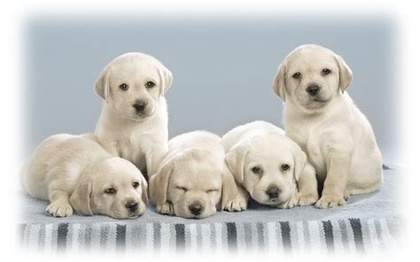Cute Puppies Puppies Wallpaper 16094608 Fanpop