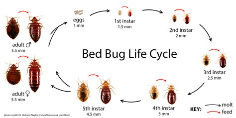 Bedbug Id And Common Misidentifications Bedbugs
