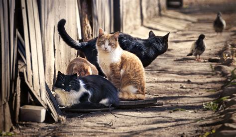 Feral Cat Colony