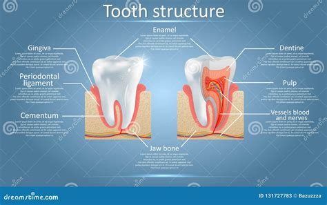 Dental Tooth Anatomy