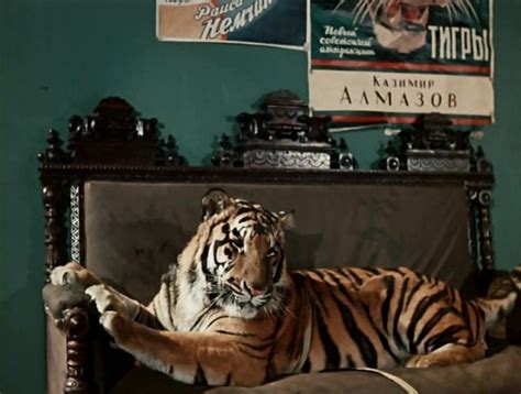 Укротительница тигров 1955 смотреть онлайн или скачать фильм через торрент бесплатно в хорошем