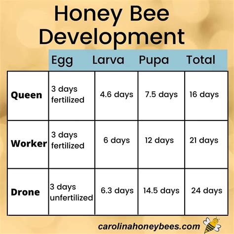 Honey Bee Life Cycle Carolina Honeybees