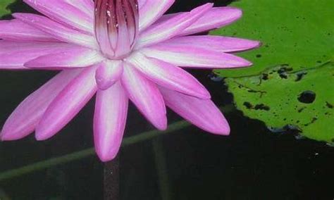 Tropical Night Blooming Water Lily Waterlily Nymphaea Emily Grant