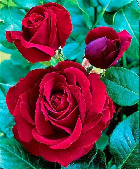 Pretty Rose Flowers Stunning Nature
