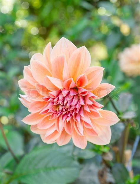 Beautiful Pink Dahlia Flower In A Stock Image Colourbox