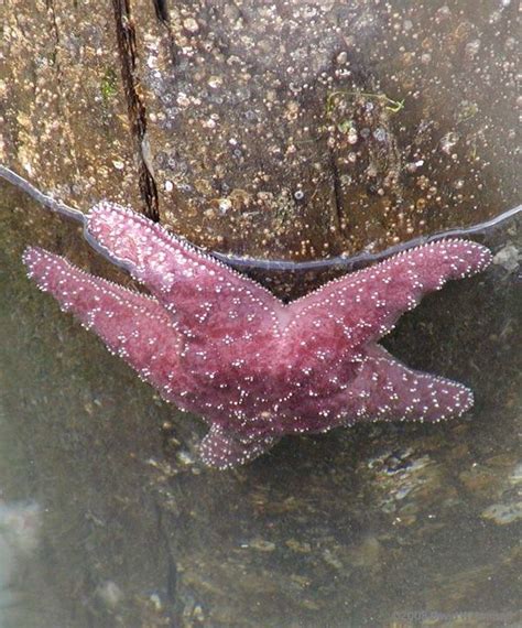 Purple Sea Star Pisaster Ochraceus This Mighty Hunter Of The Intertidal