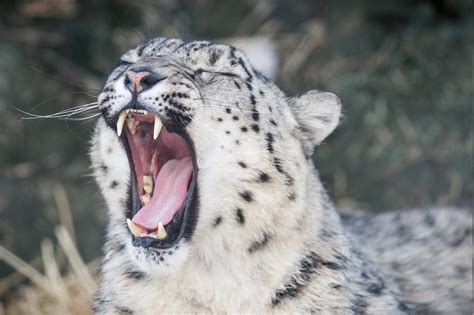 Animals Snow Leopards Teeth Yawning Wallpapers Hd Desktop And