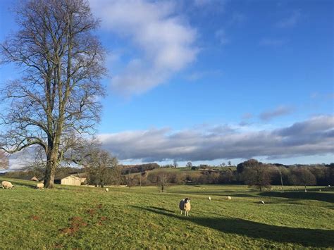 Meet Our Neighbours In The Cotswolds 🐑 Literally 100 Metres From Our