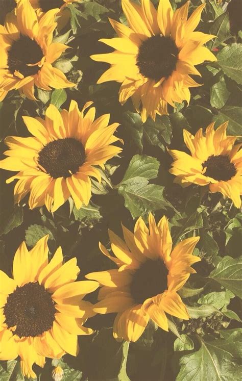 Cute Aesthetic Sunflower Wallpapers Wallpaper Cave