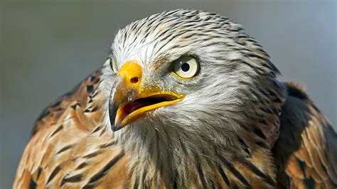 Red Kite 30 Year Chilterns Project A Conservation Success Bbc News
