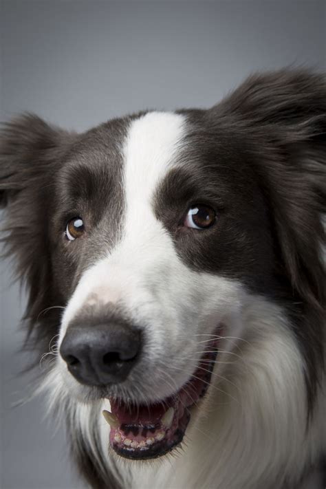 206 Best Images About Border Collie Pictures On Pinterest