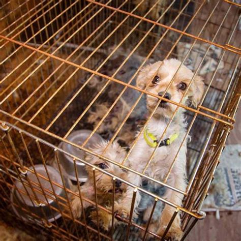 Dont Get Tricked By Puppy Mills Bissell Pet Foundation