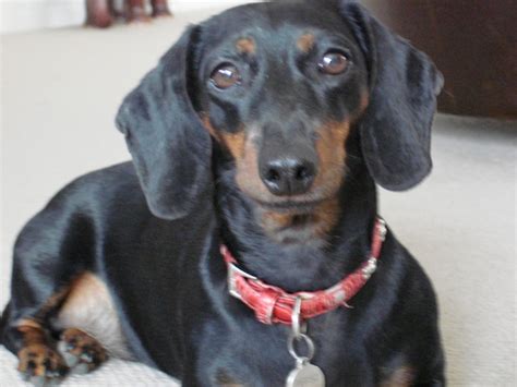 Just like his other dachshund counterparts, a white dachshund can come in two a piebald dachshund has a white tip at the end of his tail, and white paws with white or partly white nails. Lost or Stolen Property in New Zealand - Stoleme