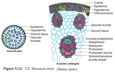 Internal Structure Of Monocot Stem Notes Free Biology Notes Rajus