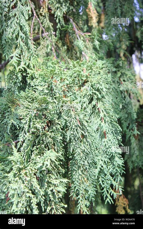 Weeping Alaskan Cedar Nootka Cypress Alaska Cypress Nootka Cedar