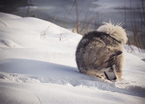 Malamute Puppy In Snow Stock Photo Image Of Fluffy 235689826