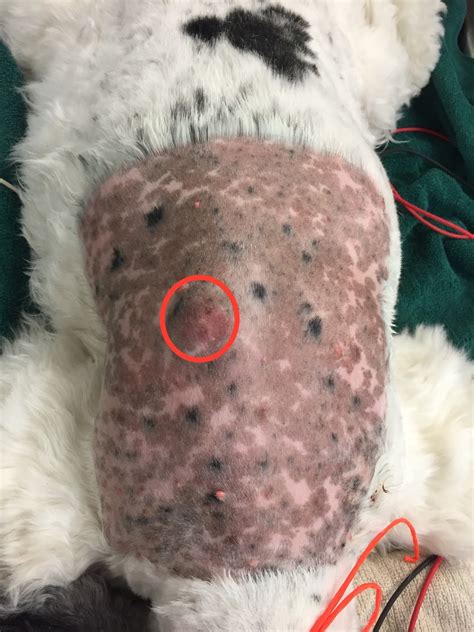 Veterinary Key Points Complete Surgical Excision Of Mast Cell Tumor In