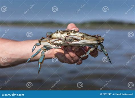 Blue Crab In Hand Stock Photo Image Of Cape Cuisine 273724314