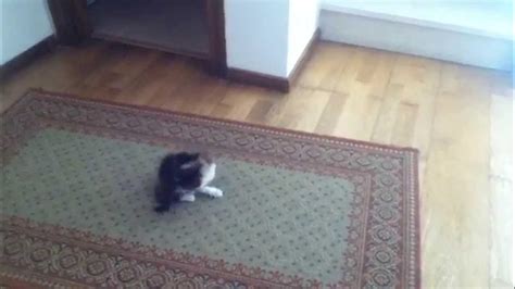 What Is This Cat Chasing Tail Youtube