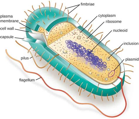 Differences Between Prokaryotic And Eukaryotic Cells