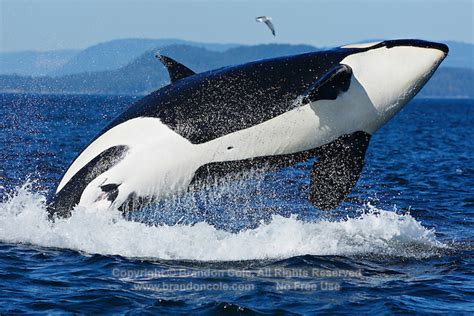 Orca Or Killer Whale Breaching Marine Photography By Brandon Cole