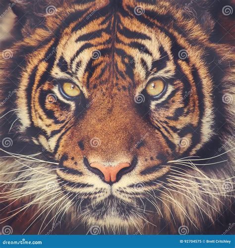Stunning Tiger Face Stock Image Image Of Tiger Face 92704575