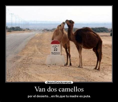 Imágenes Y Carteles De Camello Desmotivaciones