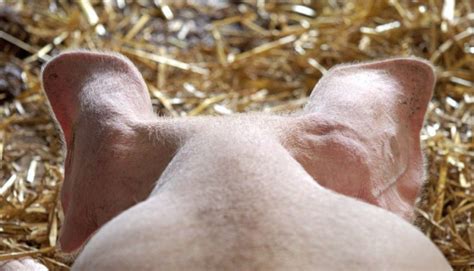SUA vaccin nou pentru pesta porcină africană FoodBiz