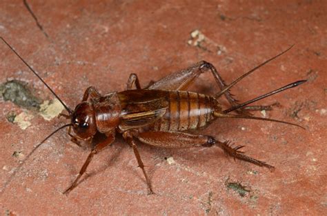 csun biology professor david gray discovers new species of crickets csun today