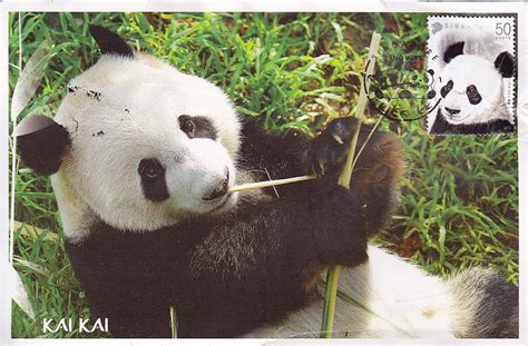 Postcard A La Carte Asia Singapore Panda Singapore River Safari