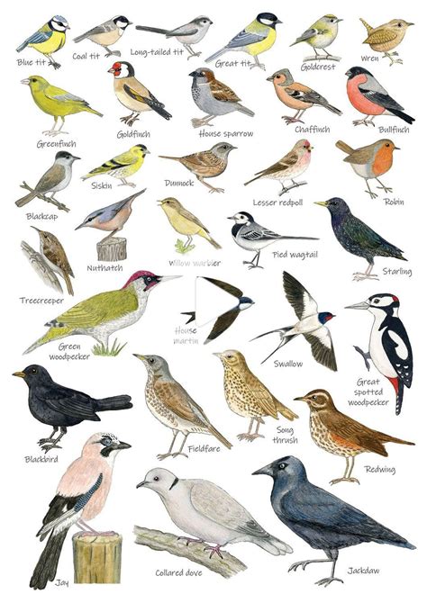 British Garden Birds Identification A5 Card Postcard Art Print Bird