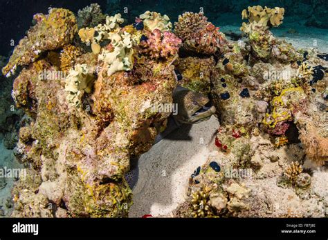 Coral Reef Of Red Sea Stock Photo Alamy