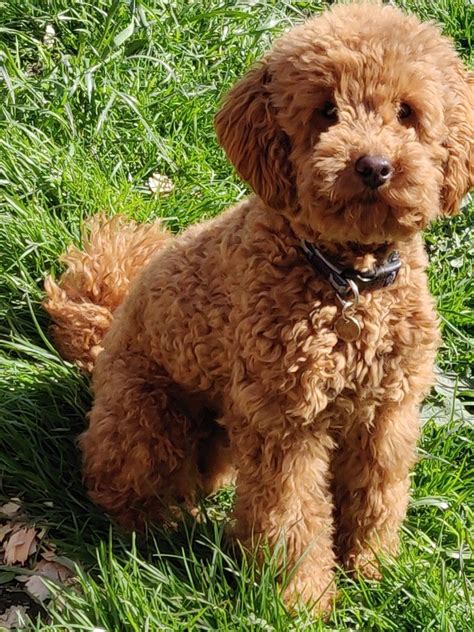 Proven Red Toy Poodle Stud Dog Health Tested For Stud In Retford