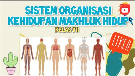 Sistem Organisasi Kehidupan Makhluk Hidup Sistemorganisaskehidupan