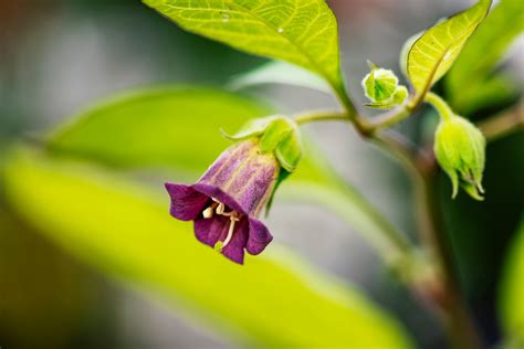 Is Deadly Nightshade Really Deadly Misnomers Of The Botanical World