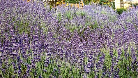 Lavender Fields A Delaware Hidden Gem In Milton