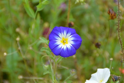 2560x1440 Wallpaper Garden Vetch Blossom Flower Blue Flower